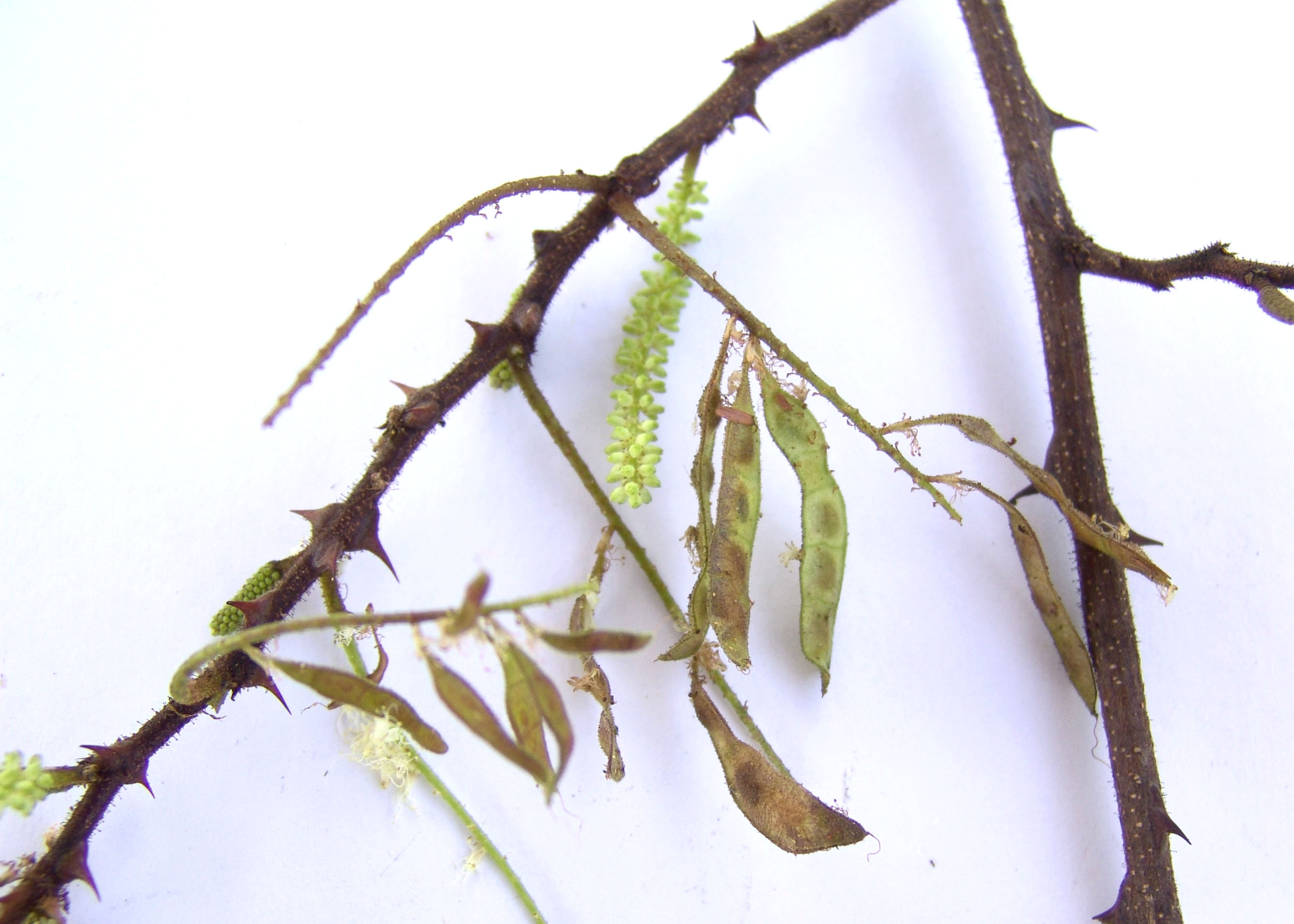 میموزا تنیفلورا